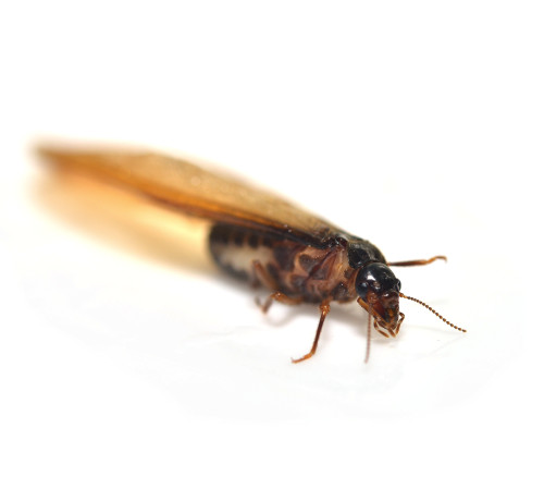 Exopest Flying Termites